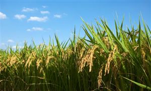 2025中国氮肥市场深度调研：绿色转型与全球竞争下的新增长极