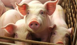 2025年中国猪肉行业市场全景调研及投资价值