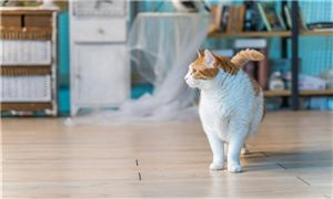 2026年宠物服务行业现状及消费市场特征分析