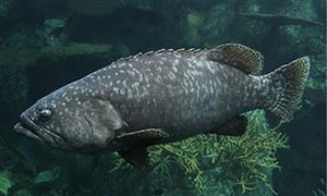 2020石斑鱼行业市场前景及现状分析