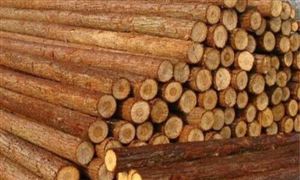 2020杉木行业市场前景及现状分析