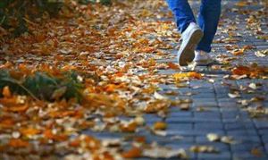 上海开启落叶不扫景观道 2020生态城市规划行业全景调研