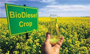 政策鼓励利用地沟油生产生物柴油 助推地沟油绿色化利用