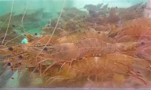 国产活虾市场需求持续增长价格跳涨 2021淡水养殖虾行业投资前景分析