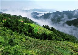 杨树扦插生根调控机制研究取得新进展 我国林业种植技术项目有哪些？