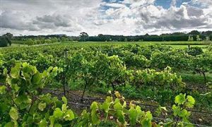 疫情持续影响澳大利亚的农产品出口 2021-2025年畜产品行业竞争分析及发展前景预测​