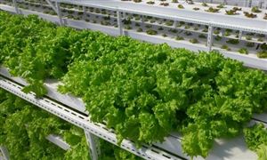 无土栽培蔬菜有利润吗 无土栽培蔬莱行业发展趋势分析