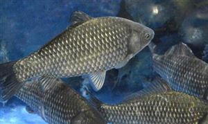 鲫鱼高效养殖技术要点分析 国内鲫鱼养殖行情如何?