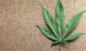 中国工业大麻行业深度分析与投资调研报告