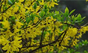 2021连翘行业发展现状及前景分析