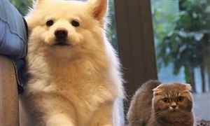 中国宠物药品行业现状及发展前景分析