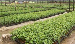 2021麻类种植行业发展现状及前景分析