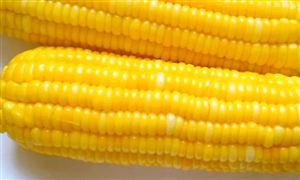 2021甜玉米行业发展现状及前景分析