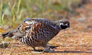 2021野鸡养殖行业发展现状及前景分析