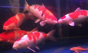 2021观赏鱼行业发展现状及前景分析