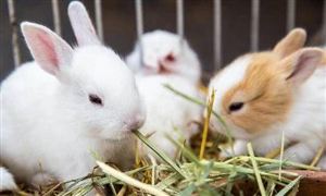 肉兔养殖成本与利润分析 2021肉兔养殖行业发展前景及现状分析