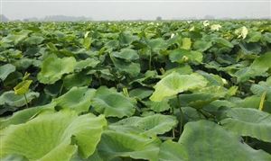 我国莲藕行业市场规模预测 2021莲藕行业发展现状及前景分析