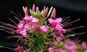 中国花卉种子市场发展现状如何？花卉种子发展前景及市场供需分析