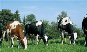 奶牛饲料成本涨幅15%到18% 奶牛饲料行业竞争格局及发展趋势调研