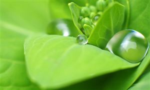 中国绿色生态行业现状及发展前景分析