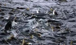 2021淡水鱼养殖行业发展前景及现状分析