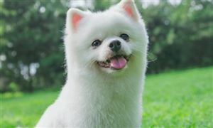 中国宠物保险行业现状及发展前景分析