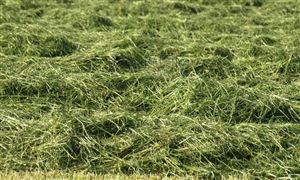 牧草有哪几种 牧草行业未来发展分析