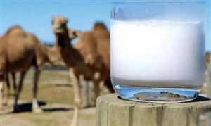骆驼奶市场供需情况分析 2021骆驼奶行业发展现状及前景分析