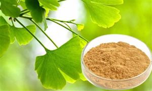 银杏叶提取物市场规模及投资前景预测