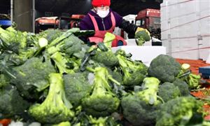 中国农产品物流行业现状及发展前景分析