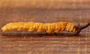 冬虫夏草市场分析 冬虫夏草行业现状