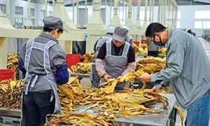 非法买来香烟 开车四处“批发” 烟草制品批发行业分析