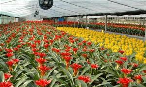 花卉种植行业分析报告 花卉种植行业现状分析以及行业前景分析