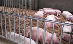 我国生猪存栏量近年来呈下降趋势 生猪养殖屠宰行业市场需求分析