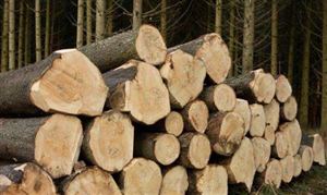 原木市场需求分析 2021中国原木行业发展现状及进出口数据