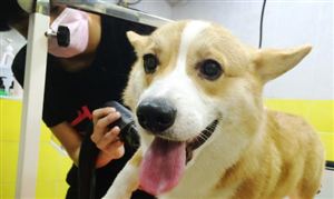 宠物护理用品市场现状如何？宠物护理用品行业市场营收分析