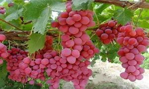 2022红提产业发展现状及市场趋势分析