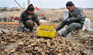 牡蛎养殖行业现状分析以及行业前景分析