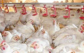 白羽肉鸡养殖成本与利润分析 中国白羽肉鸡养殖行业发展趋势及未来风险