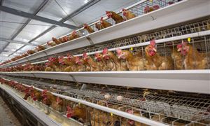 鸡肉价格持续低迷 鸡养殖行业未来发展趋向