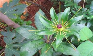 重楼种植前景调研 重楼行业未来趋势分析