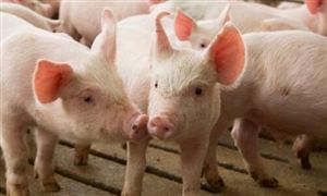 猪肉价格出现反弹 生猪行业竞争分析