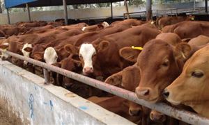 肉牛养殖行业市场发展现状 肉牛养殖行业市场前景分析