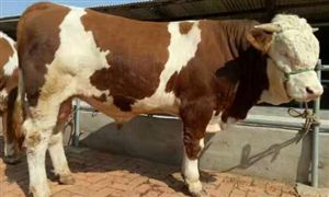 牛冻精产业市场发展规模 全球牛冻精产业市场发展现状分析