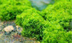 海藻提取物市场现状 海藻提取物行业规模及前景分析