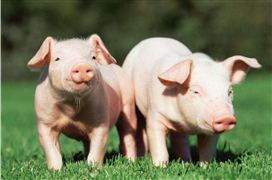 饲料占比养猪成本40% 2022年家畜饲料行业发展趋势 