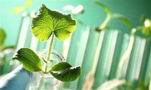 生物农业行业市场现状 生物农业行业市场发展前景分析