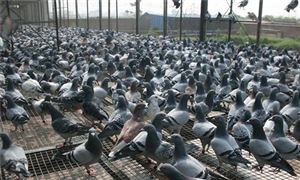 肉鸽养殖市场调研 2022肉鸽行业发展投资前景分析