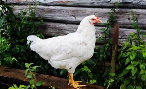 我国自主育种白羽肉鸡加速推广 2021年中国白羽肉鸡产量及行业发展趋势