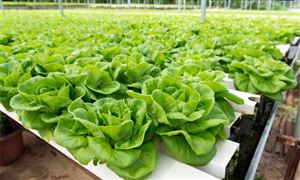 水培蔬菜市场调研 2022水培蔬菜行业供需及发展前景分析